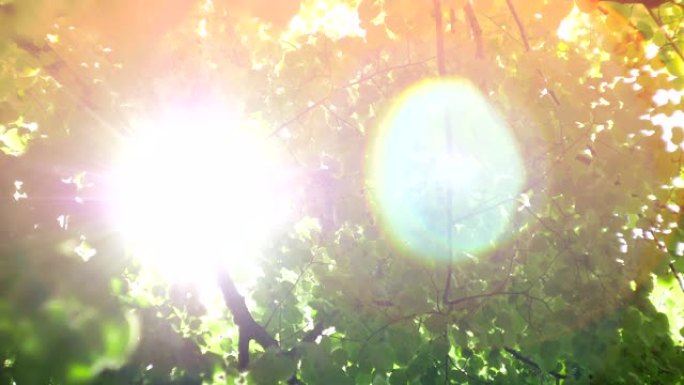 太阳透镜闪耀在树上
