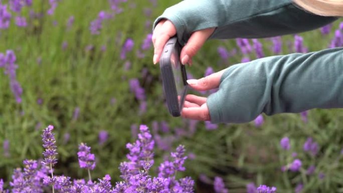 女人用智能手机在塞基姆华盛顿的薰衣草农场拍摄薰衣草花的照片