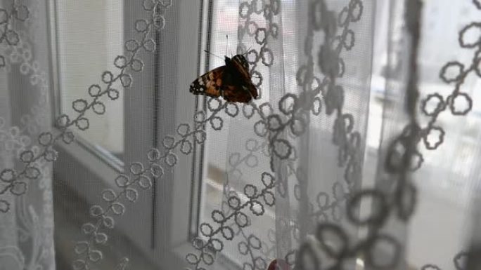 走进一个蝴蝶屋，他想走出窗户，房子里有一只蝴蝶，