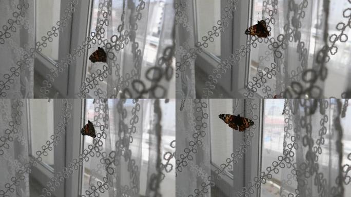 走进一个蝴蝶屋，他想走出窗户，房子里有一只蝴蝶，