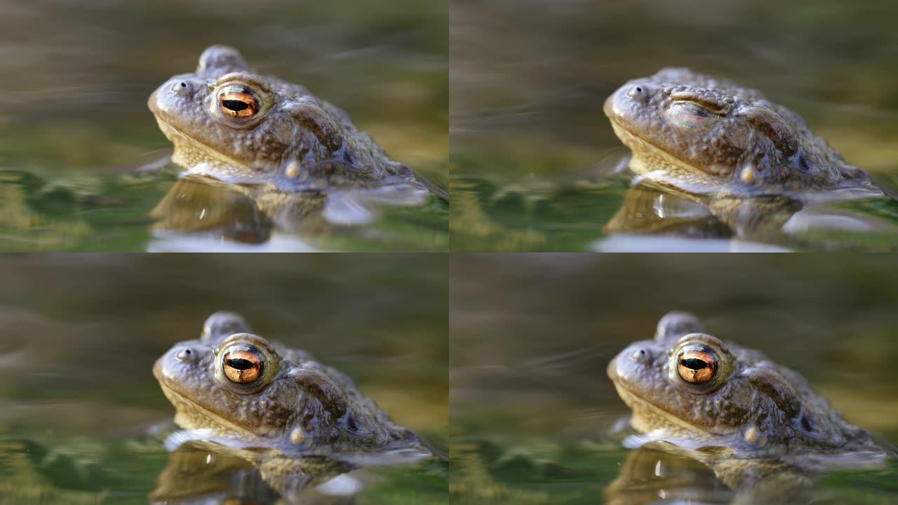 水中青蛙的侧面肖像。