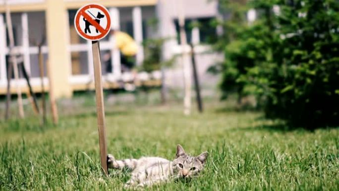 禁止遛狗。猫躺在草地上靠近 “禁止遛狗” 的标志