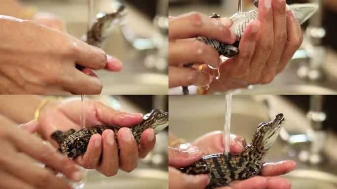 农夫手握住并洗澡的新生儿暹罗淡水鳄鱼。泰国惊人的动物星球。