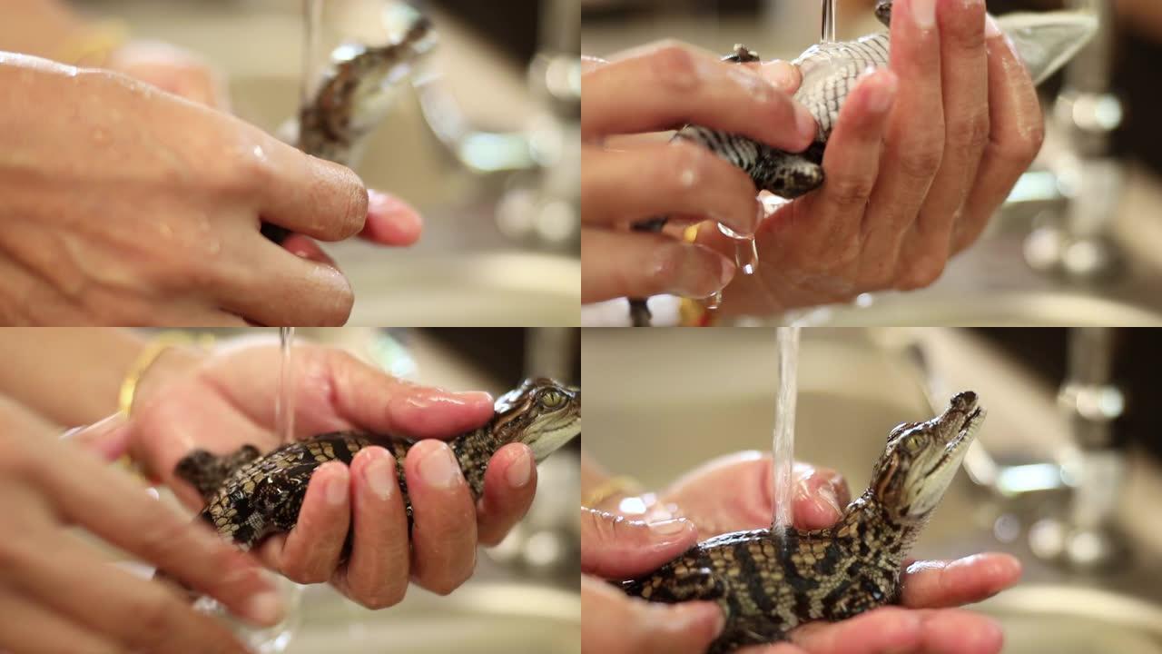 农夫手握住并洗澡的新生儿暹罗淡水鳄鱼。泰国惊人的动物星球。