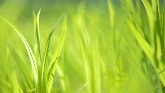 春季唤醒植物新鲜绿草特写