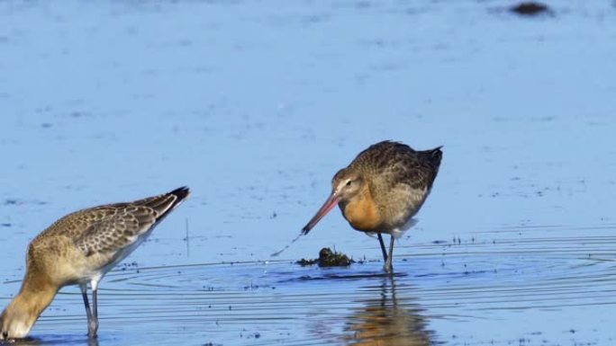 鸟-黑尾Godwit (Limosa limosa) 穿过沼泽。