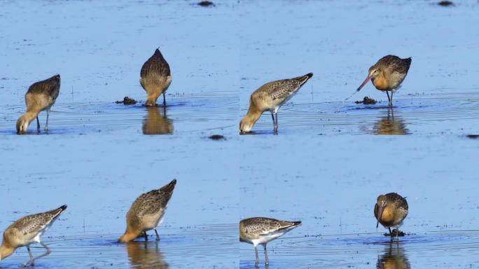 鸟-黑尾Godwit (Limosa limosa) 穿过沼泽。