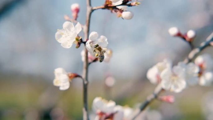 蜜蜂授粉杏树开花春花