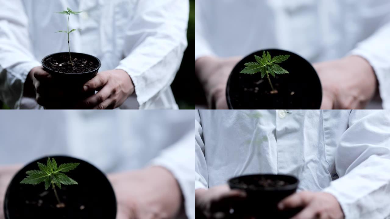 穿着实验室外套的成年男子在花盆中拿着大麻苗的特写镜头