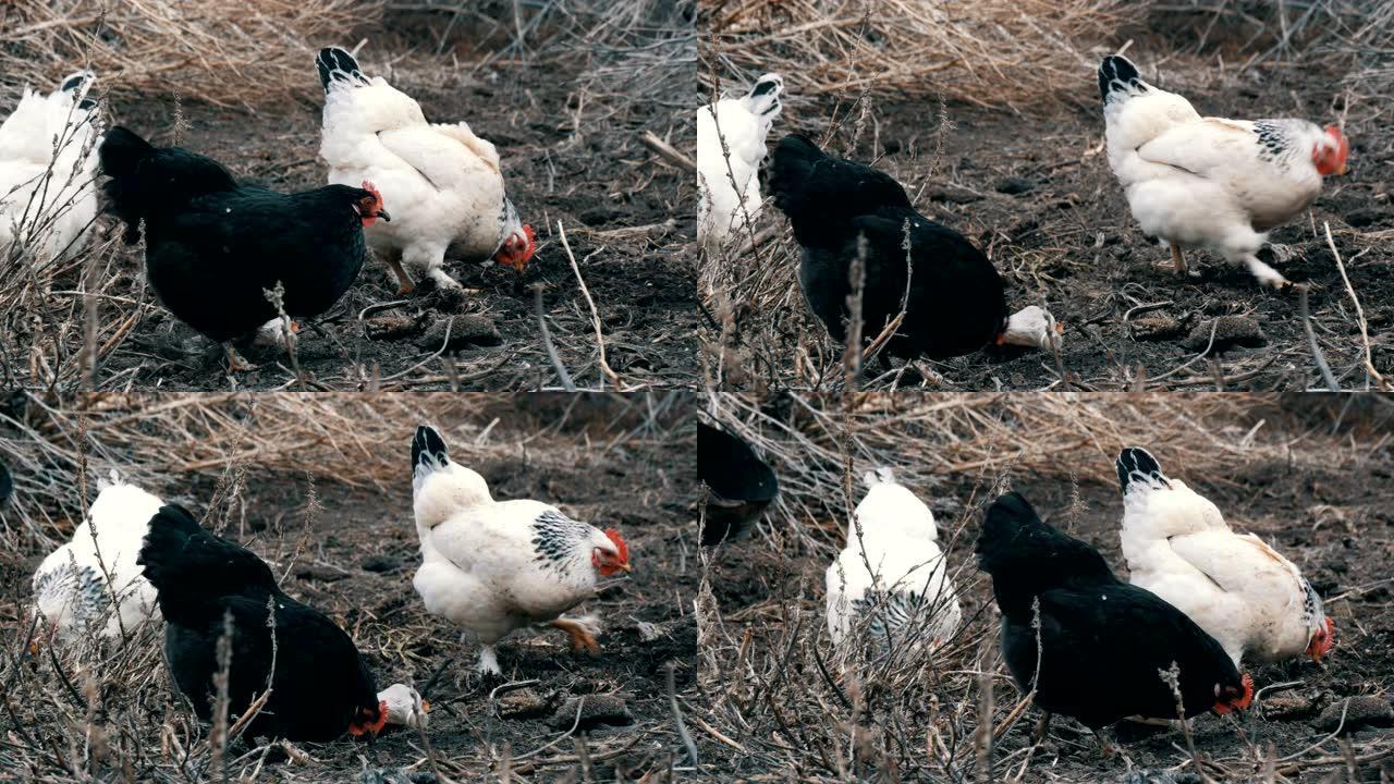 黑白农场鸡在干草中吃草