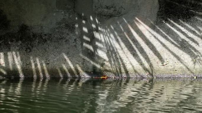 运河壁和水上中国扇叶棕榈树的抽象阴影