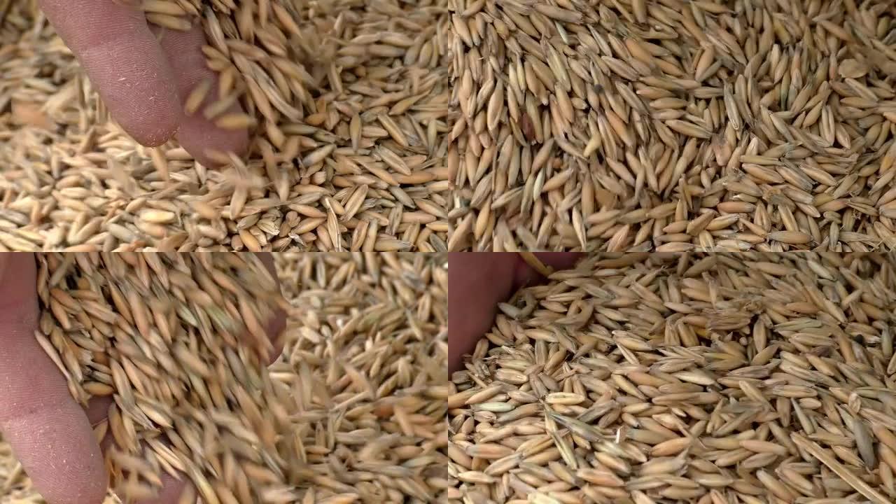 农民手中的燕麦。