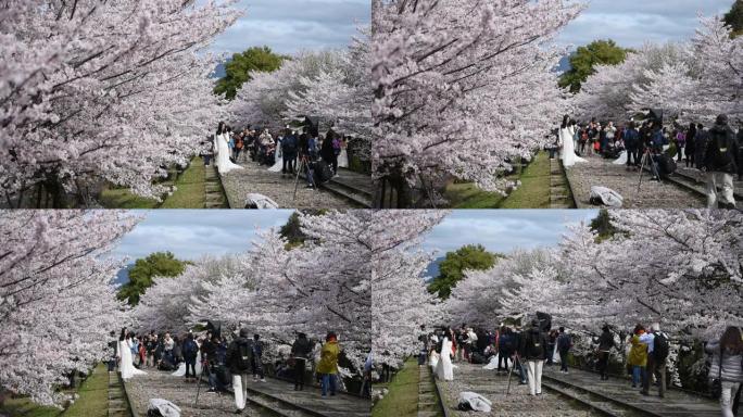 人们在樱花 (樱花) 的Keage incline享受春天。