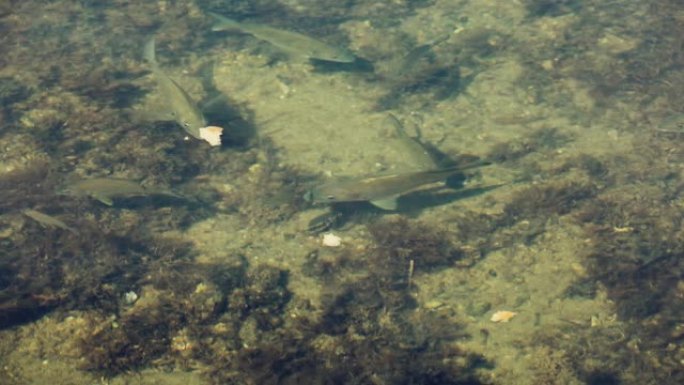鱼在咸水湖的浅水中喂面包。在喂食时从深处进来的鱼和小鲷鱼。