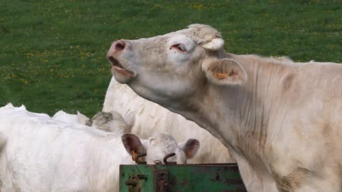 夏洛莱牛，法国品种，牧群，呼唤，法国诺曼底，慢动作4K