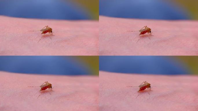蚊子的血液在人体皮肤上吮吸
