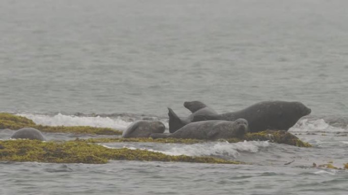 斑海豹 (Phoca vitulina stejnegeri)