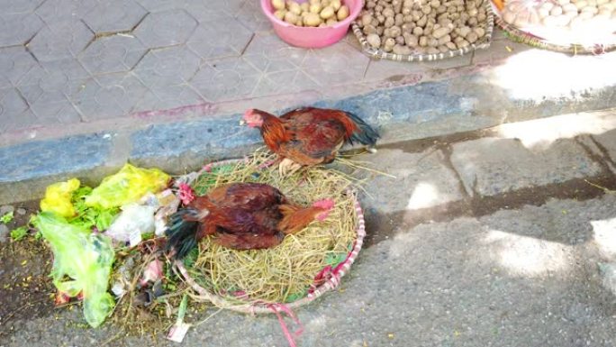 越南市场上出售的活鸡
