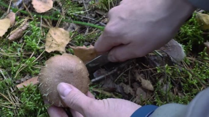 秋季在森林中采集食用菌
