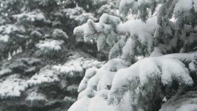 冬季。雪山杉树在暴风雪中。