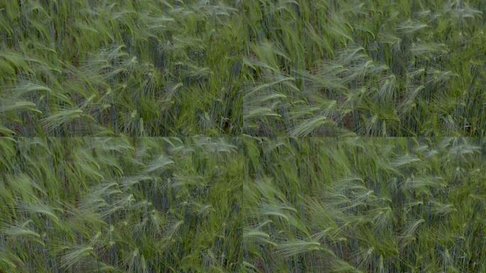 大麦在慢动作的风中称重