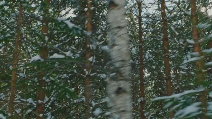 瑞典冬季在森林里开车。