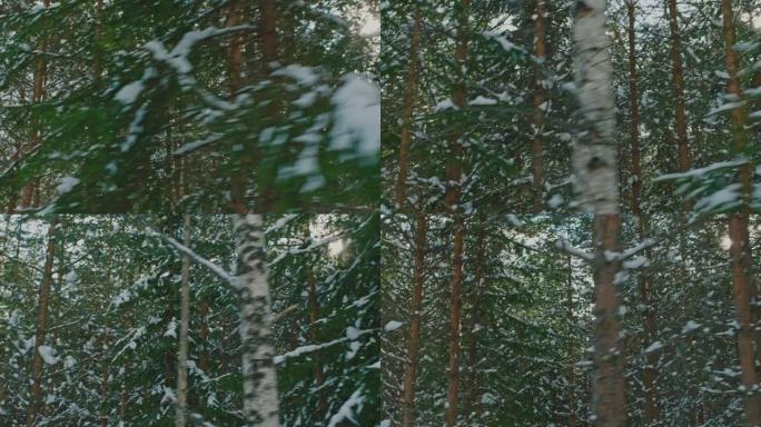 瑞典冬季在森林里开车。