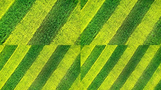 斑马纹绿色和黄色平行线在耕地中开花