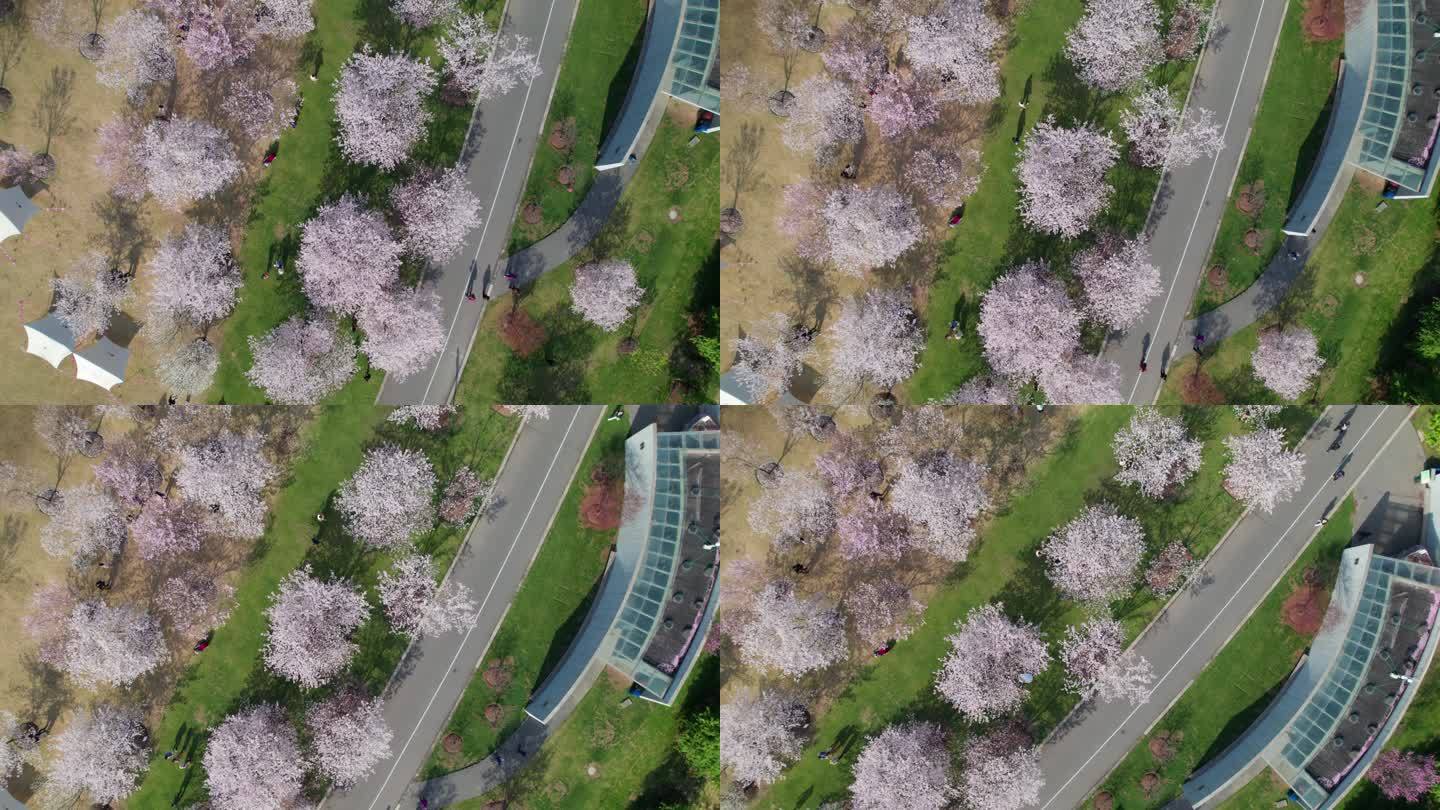 上海辰山植物园的樱花开了