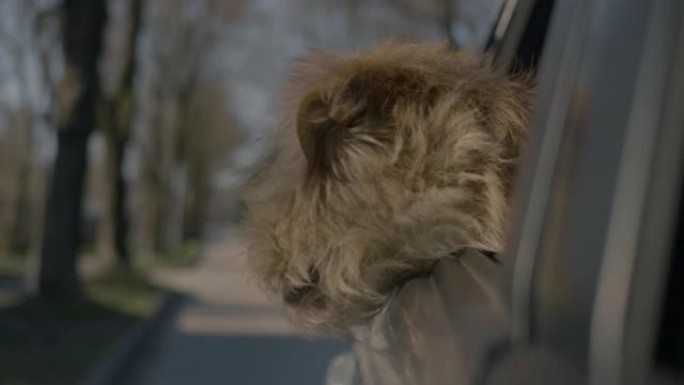 一只可爱的狗喜欢开车