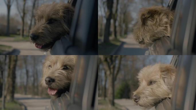 一只可爱的狗喜欢开车