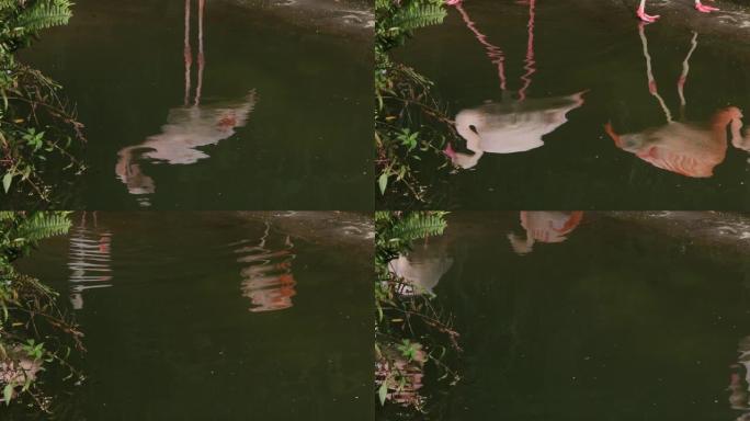 一只火烈鸟，一只红凤，在湖水中倒影