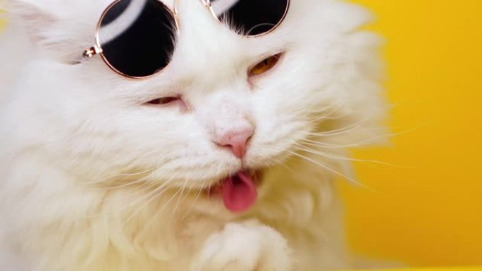 穿着时尚太阳镜的白色毛茸茸猫的近距离肖像在黄色背景上舔。豪华家养小猫。