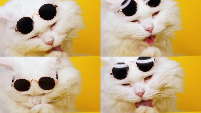穿着时尚太阳镜的白色毛茸茸猫的近距离肖像在黄色背景上舔。豪华家养小猫。