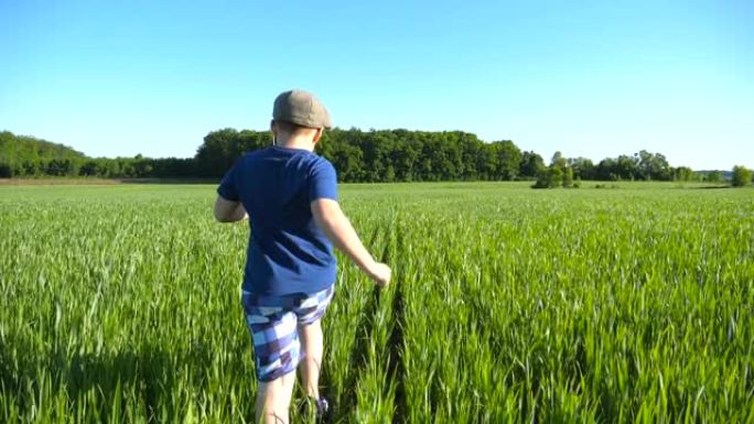 在阳光明媚的炎热天气里，快乐的男孩带着绿色的小麦在田野里奔跑。无忧无虑的孩子在夏天在草地上慢跑，玩得
