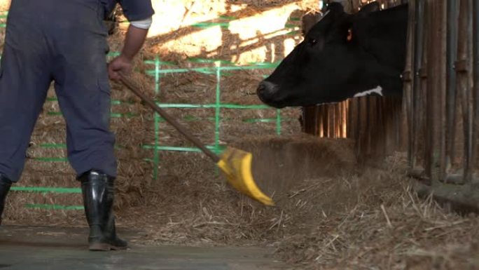 奶牛吃饭时，奶农的慢动作清洁现代马s。