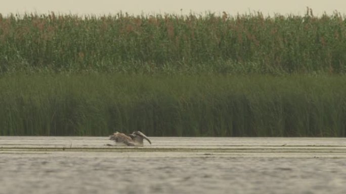 达尔马提亚鹈鹕 (Pelecanus crispus)