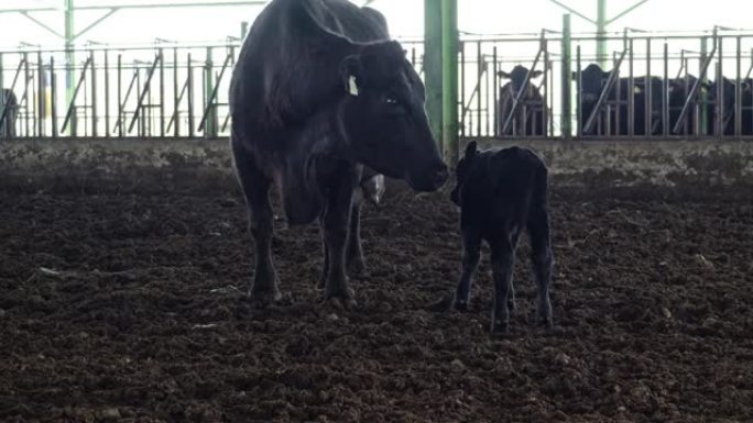 母牛带着它的婴儿在农场黑色安格斯看相机