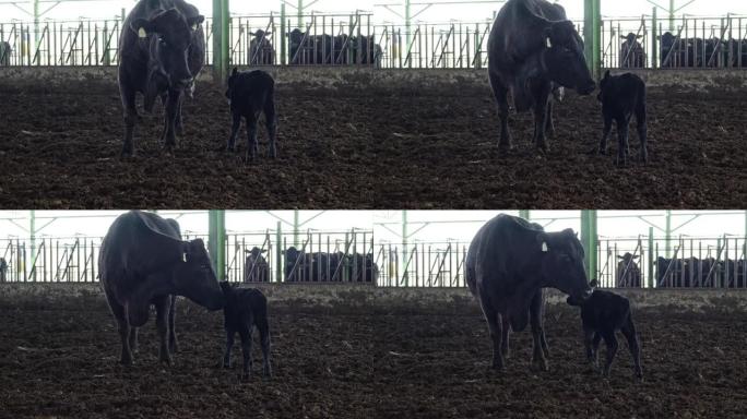 母牛带着它的婴儿在农场黑色安格斯看相机