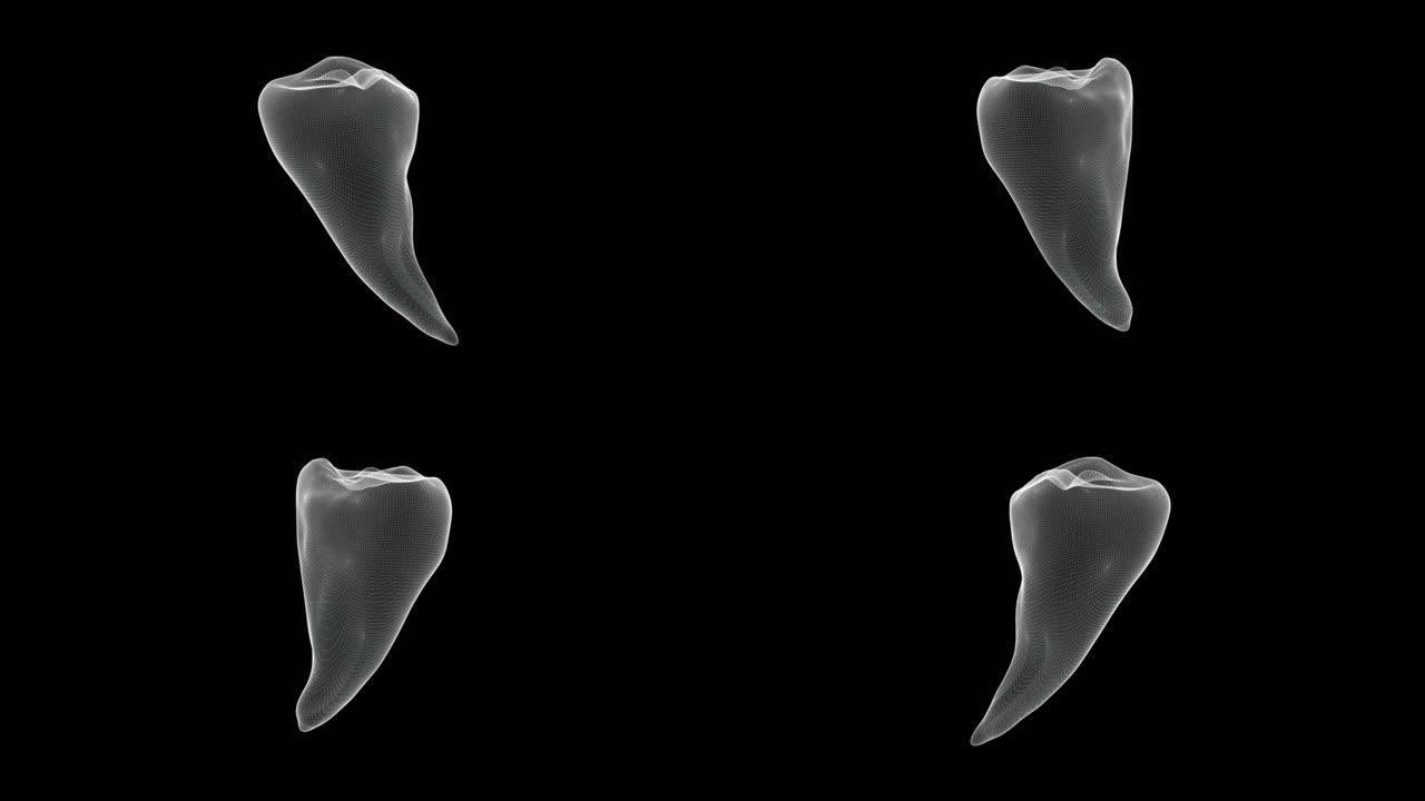 人体牙齿的全息表示屏幕3d-环