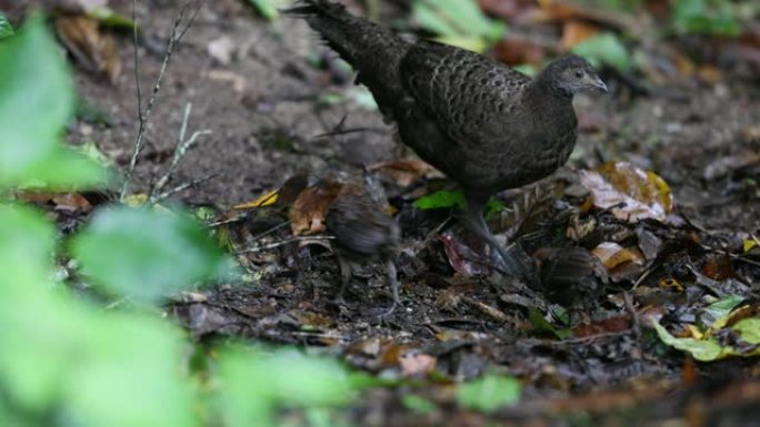 鸟: 成年雌性灰孔雀雉 (Polyplectron bicalcaratum) 和婴儿