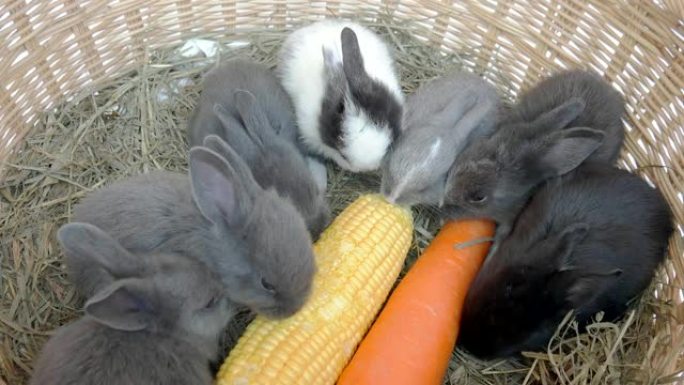 可爱的二十天小兔子在干草巢里吃蔬菜