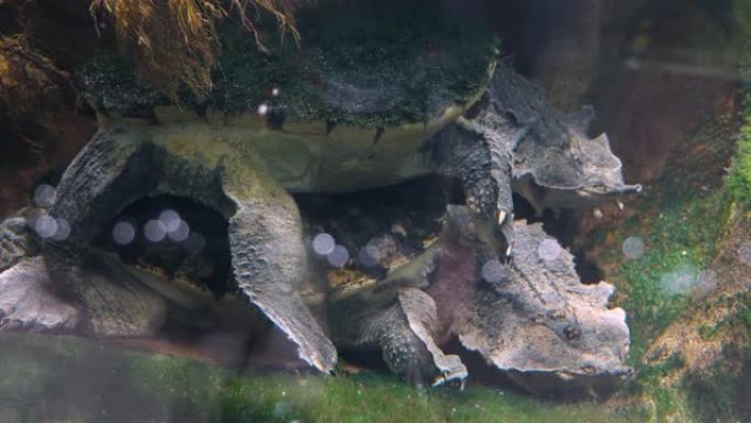 马塔海龟交配