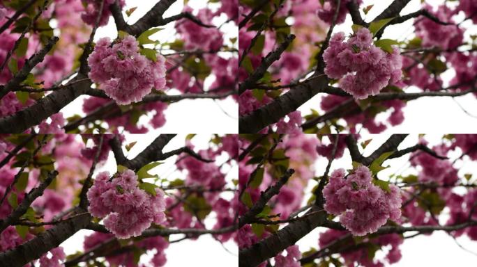 樱花树树枝花玫瑰自然觉醒4k视频