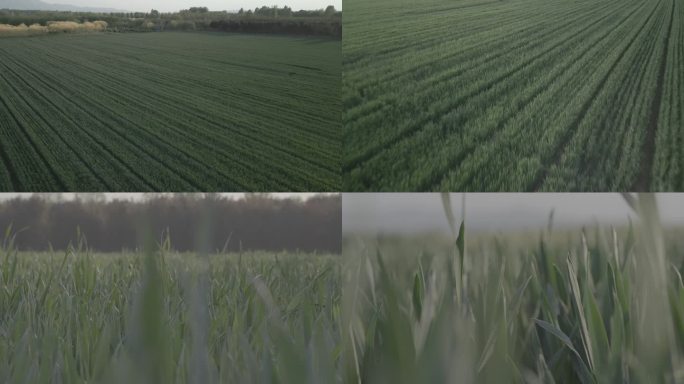 未调色麦田农场未成熟麦子退耕还林小麦麦穗