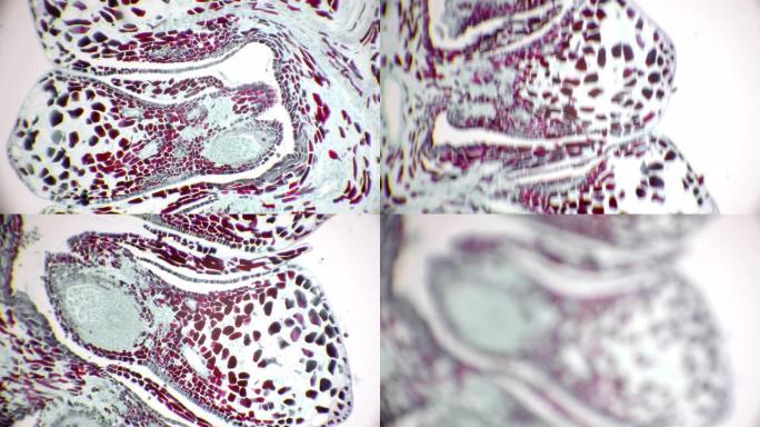 雌性松果横截面的显微观察