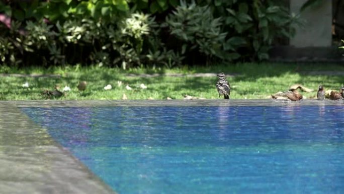 黑客传球手蒙塔努斯在游泳池里游泳