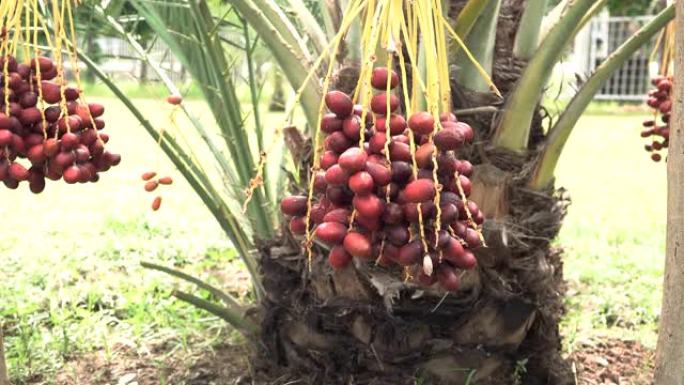 黑山的枣椰树。棕榈树上的果实，枣椰树的特写视图