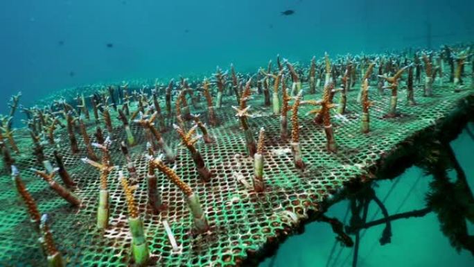 水下珊瑚保护项目种植新鹿角珊瑚