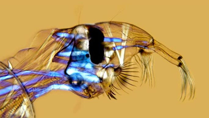 显微镜下的蚊子幼虫